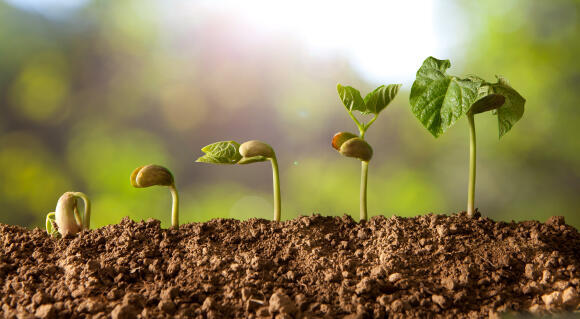 A variety of seeds can be germinated for consumption 