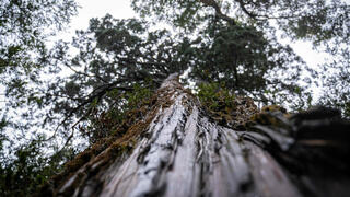 בן כ-5,000 שנה. העץ בצ'ילה