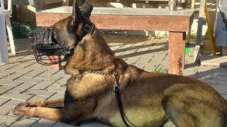 כלב הימ"מ ג'נגו שנהרג במהלך הפעילות בשכם