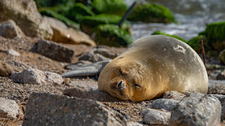 Yulia, the Mediterranean monk seal, having a nap on a central Israel beach 