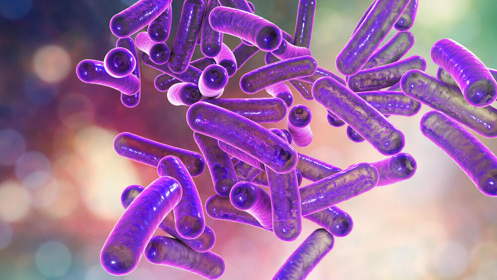 Bacteria (Photo: Shutterstock) חיידקי שיגלה