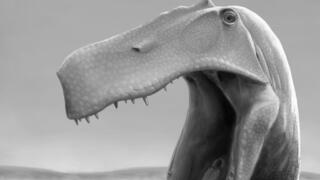 הדינוזאור הטורף Irritator challengeri מחפש מזון