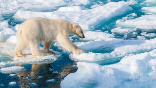 דוב בסביבת קרחונים נמסים