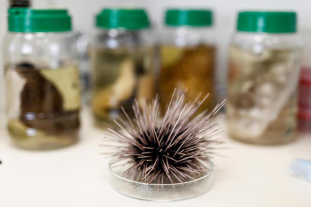 A dead black sea urchin is displayed at a laboratory in Tel Aviv University's Steinhardt Museum of Natural History