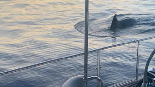 לווייתן קטלן ליד הספינה הקטנה שהותקפה