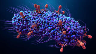 בקטריופאג'ים מדביקים חיידק