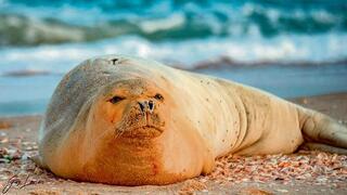 כלבת הים יוליה בחופי ישראל