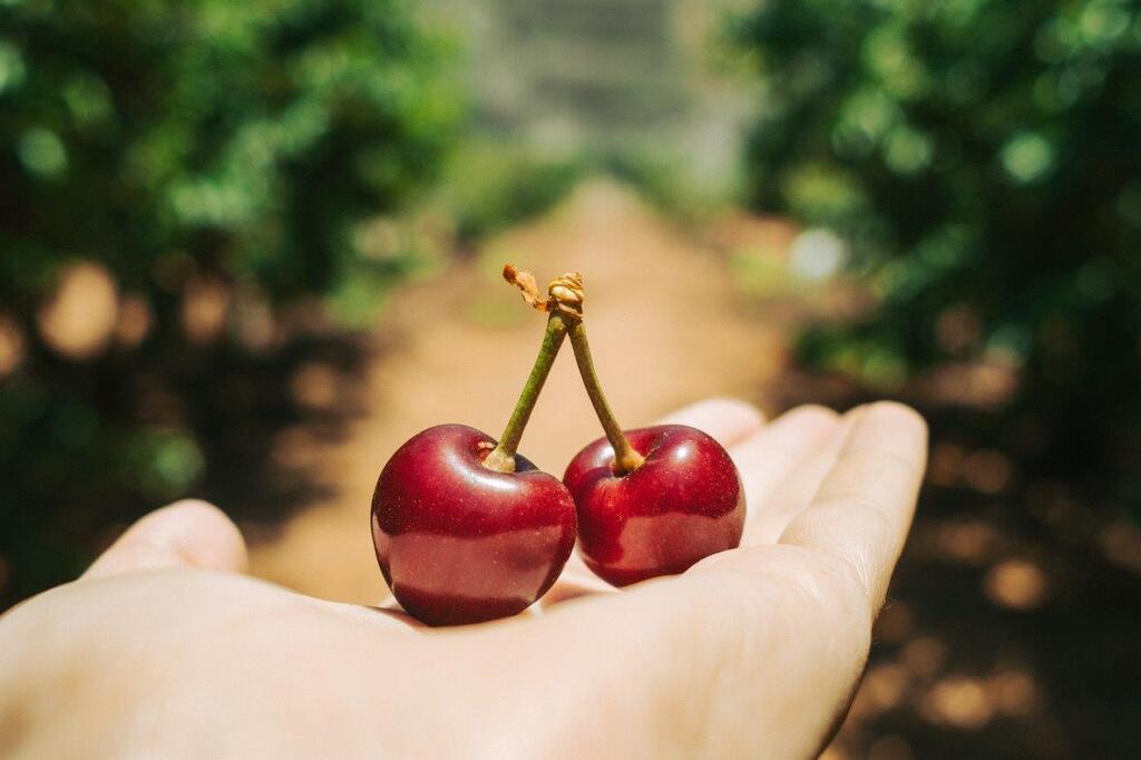 Черешня в Неве-Атив (Фото: Негев Авраам) קטיף דובדבנים במטעי נווה אטיב