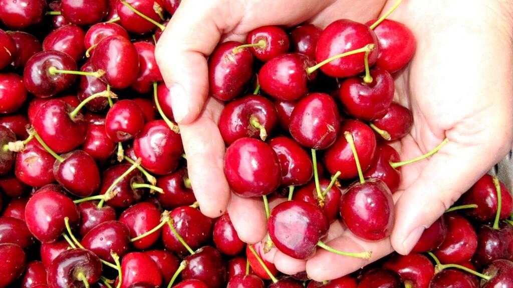 Черешня из Эйн-Зивана (Фото: сад Берешит) קטיף דובדבנים בבוסתן בראשית בין זיוון