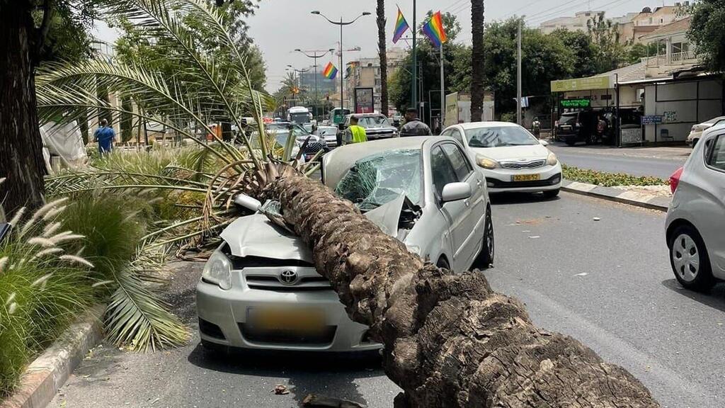 עץ הדקל שקרס על רכב בהוד השרון 