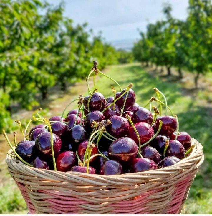 Черешневый сад Ха-Бустан (Фото: Парк ха-Бустан) מטעי הדובדבנים של פארק הבוסתן