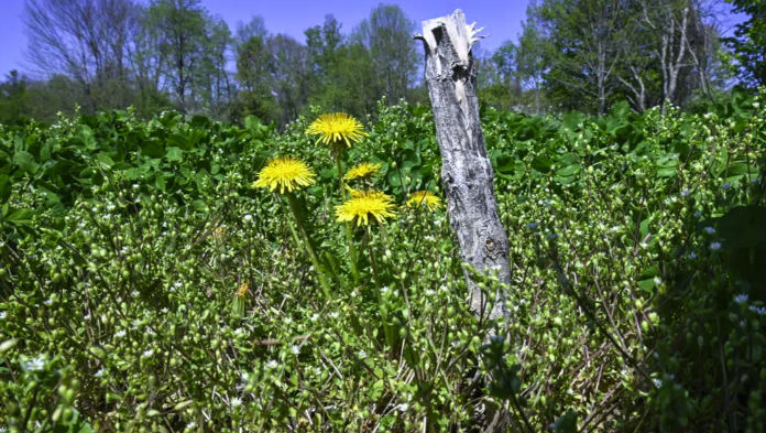 Last seasons plant stalks are seen at Seth Jacobs' marijuana planting field at his Slack Hollow farm in Argyle, N.Y., Friday, May 12, 2023 
