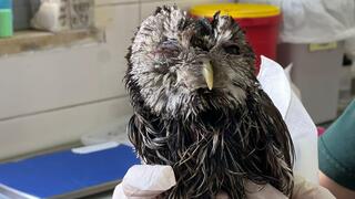 לילית שנלכדה במלכודת דבק 