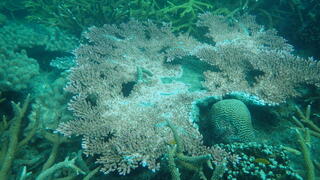 תחלואת אלמוגים באי טיאומן שבמלזיה