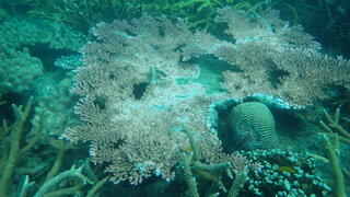 תחלואת אלמוגים באי טיאומן שבמלזיה