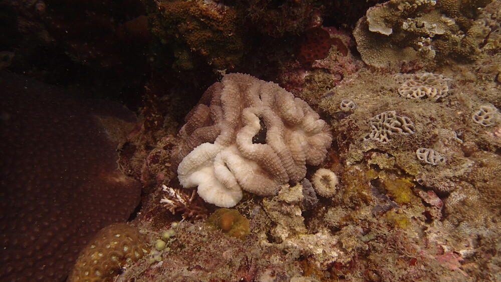 תחלואת אלמוגים באי טיאומן שבמלזיה