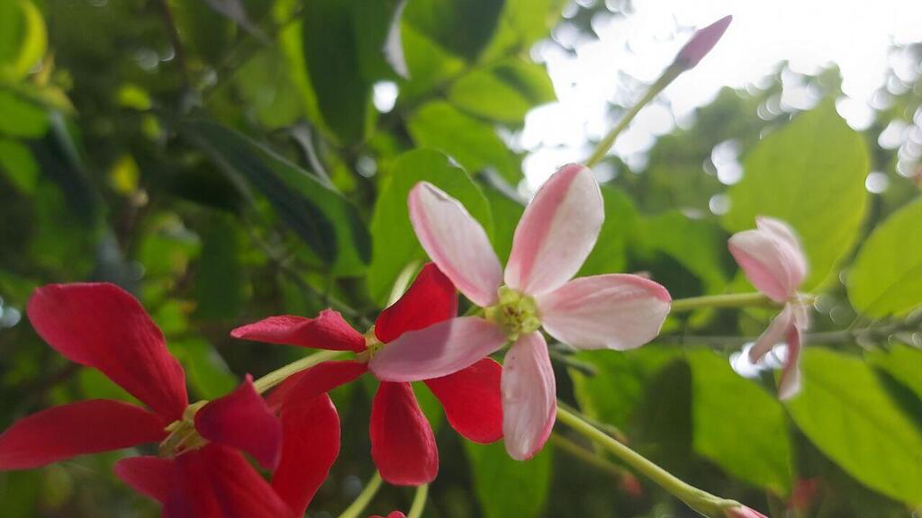 Квисквалис индийский (Фото: Анастасия Тадсон) Квисквалис индийский