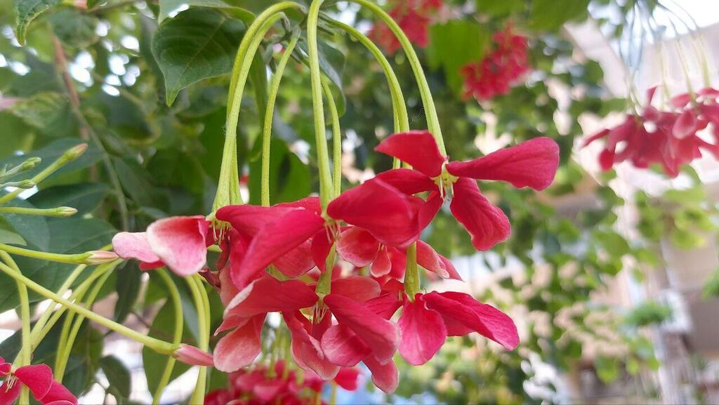 Цветки квисквалиса растут гроздьями и свисают, как сережки (Фото: Анастасия Тадсон) Квисквалис индийский