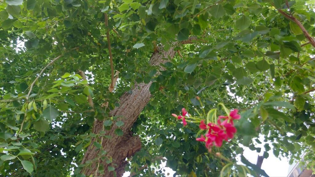 Квисквалис дает хорошую тень (Фото: Анастасия Тадсон) Квисквалис индийский