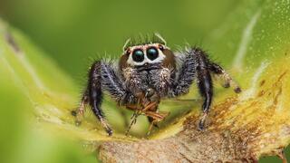 עכביש ממשפחת הקופצניים טורף זבוב ממשפחת הַטַרְפָנִיִּים ביער שוהם