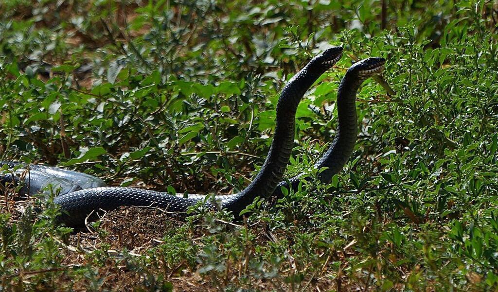Black whipersnakes doing the war dance during mating season 