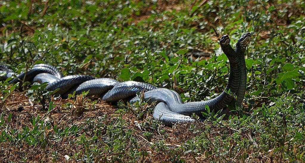 Black whipersnakes doing the war dance during mating season 