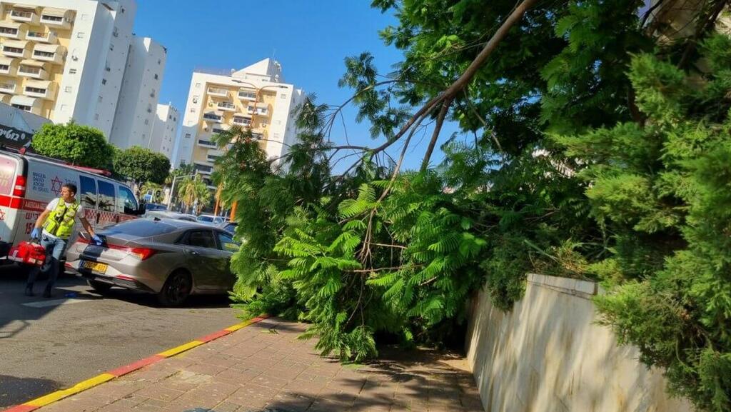 הענף שנפל על אישה באשדוד