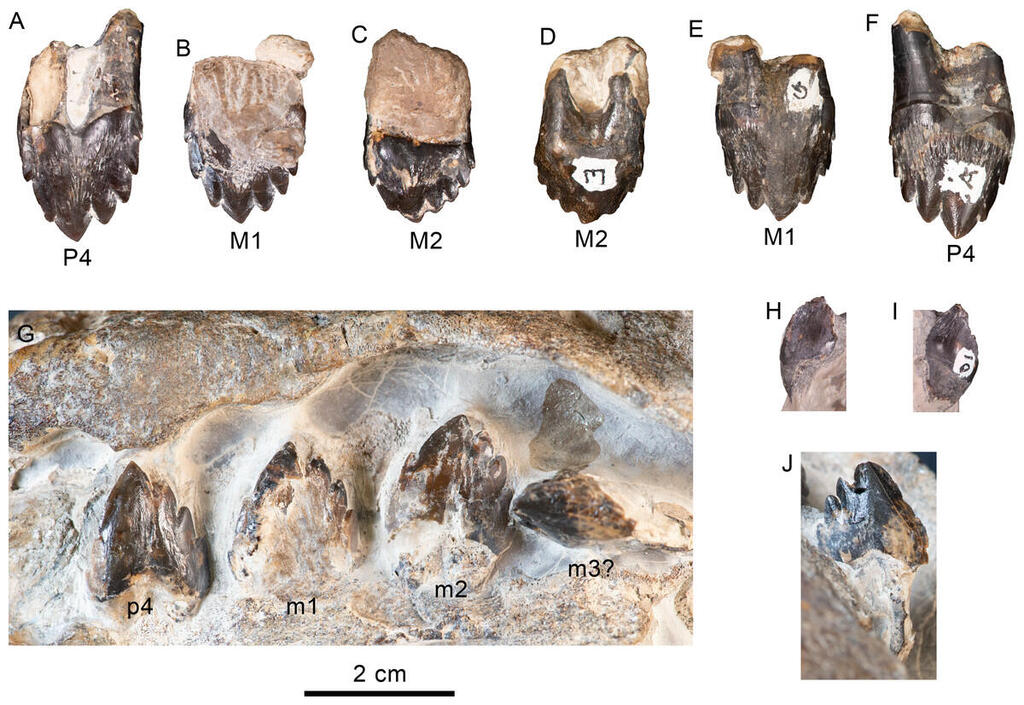 השיניים של אולימפיקטוס תלסודון (Olympicetus thalassodon)