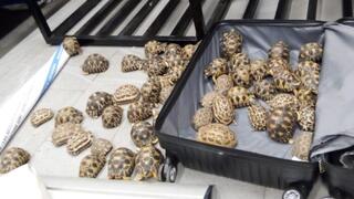 הצבים שהיו במזוודה של הישראלי