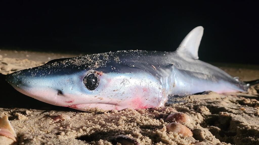 Dead mako shark (Photo: Nature and Parks Authority) עדיין לא ידוע מה גרם למותו של העמלץ הכחול