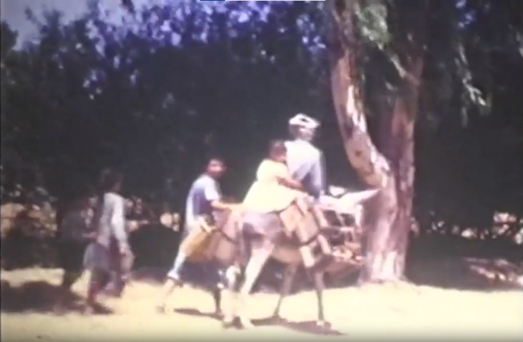 A Palestinian father riding a donkey with his children by his side 