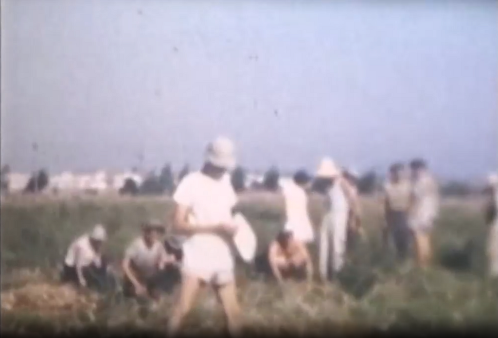 Working the fields on a kibbutz in 1952 
