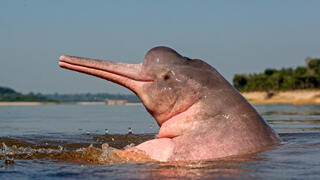 דולפין האמזונס