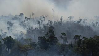 שריפות שמכלות את עצי יערות האמזונס