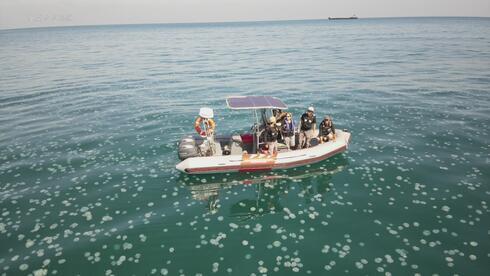 Медузы в Хайфском заливе в прошлом году 