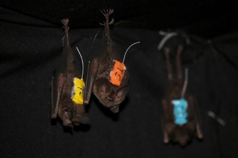 עטלפים עם מכשירי מדידה