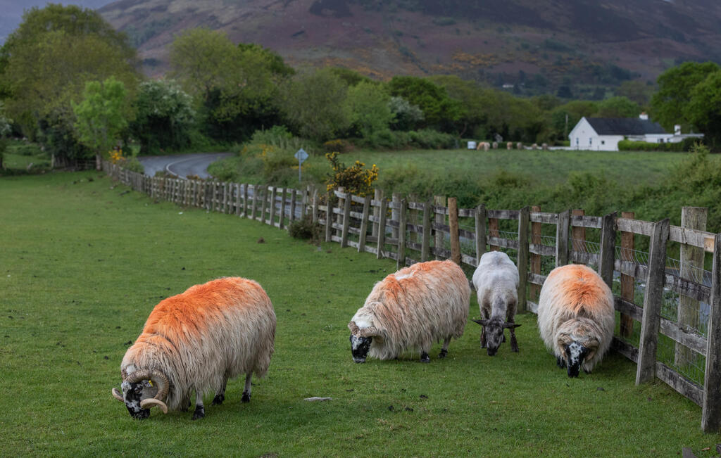 כבשים בצד הדרך