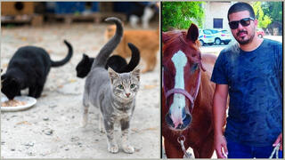 Уличные кошки и Таль Барон на работе 