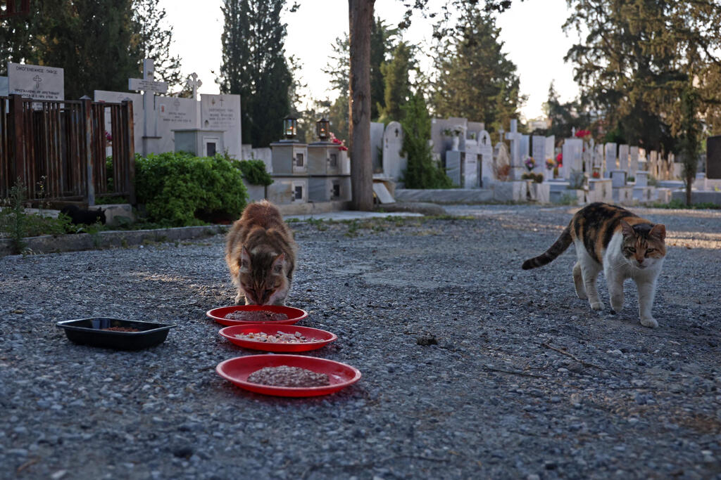 חתולים ליד בית קברות בקפריסין