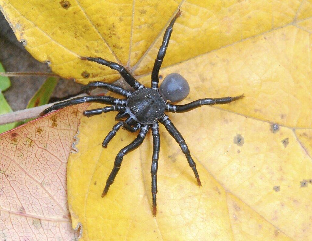 העכביש אומידיה סולאנה (Ummidia solana)
