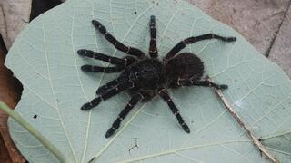 העכביש ניישנוקולוס מקאנה (Neischnocolus mecana)