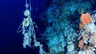 חבל שנתפס על אלמוגים בעומק המים של פלאו