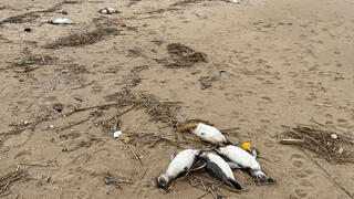כמה מהפינגווינים המתים בחופי אורוגוואי