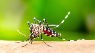 עקיצה של יתוש נמר אסייתי ממשפחת אדס
