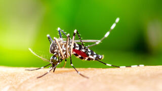עקיצה של יתוש נמר אסייתי ממשפחת אדס