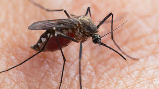 עקיצה של יתוש נמר אסייתי ממשפחת אדס