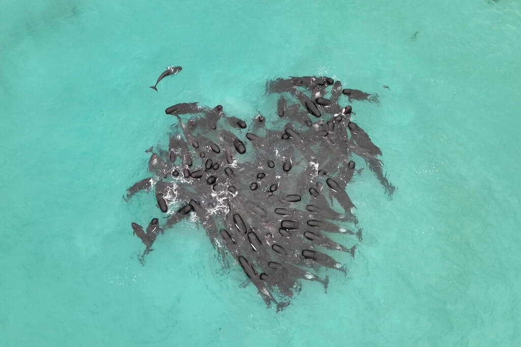 Pilot whales forming a heart shape in the water before stranding themselves on a remote beach in Western Australia
