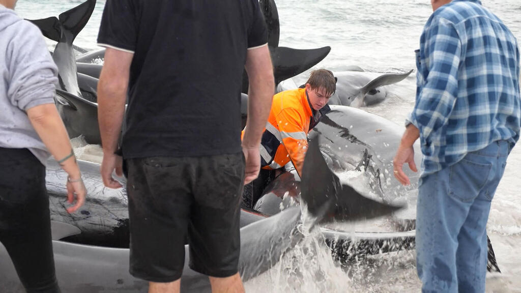 People locals attempting to rescue pilot whales stranded at Cheynes Beach 