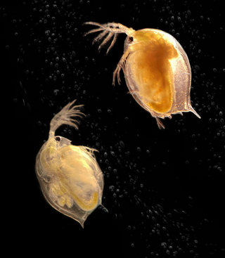 A healthy and diseased Daphnia 