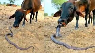 הפרה והקוברה